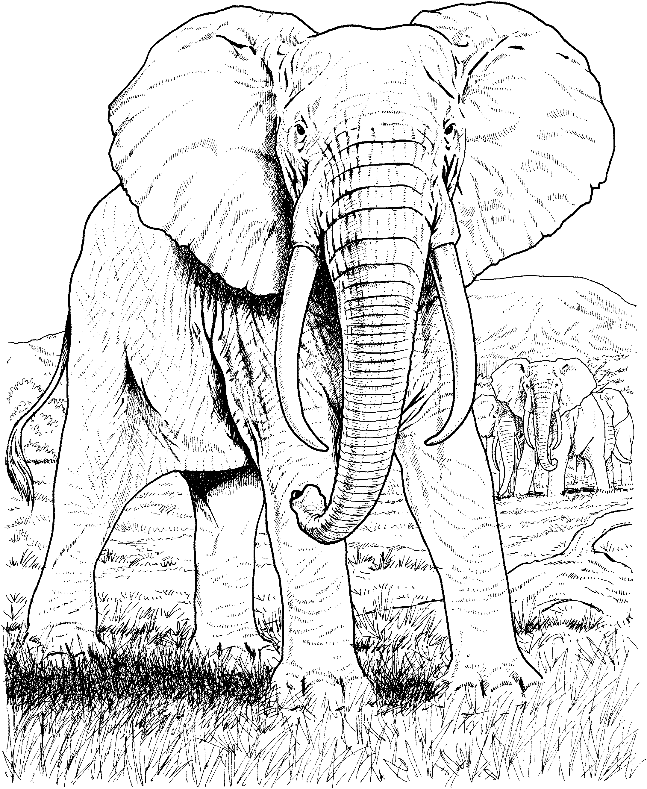 Free African Animals Coloring Pages Pdf - African Animals Coloring Pages For Adult