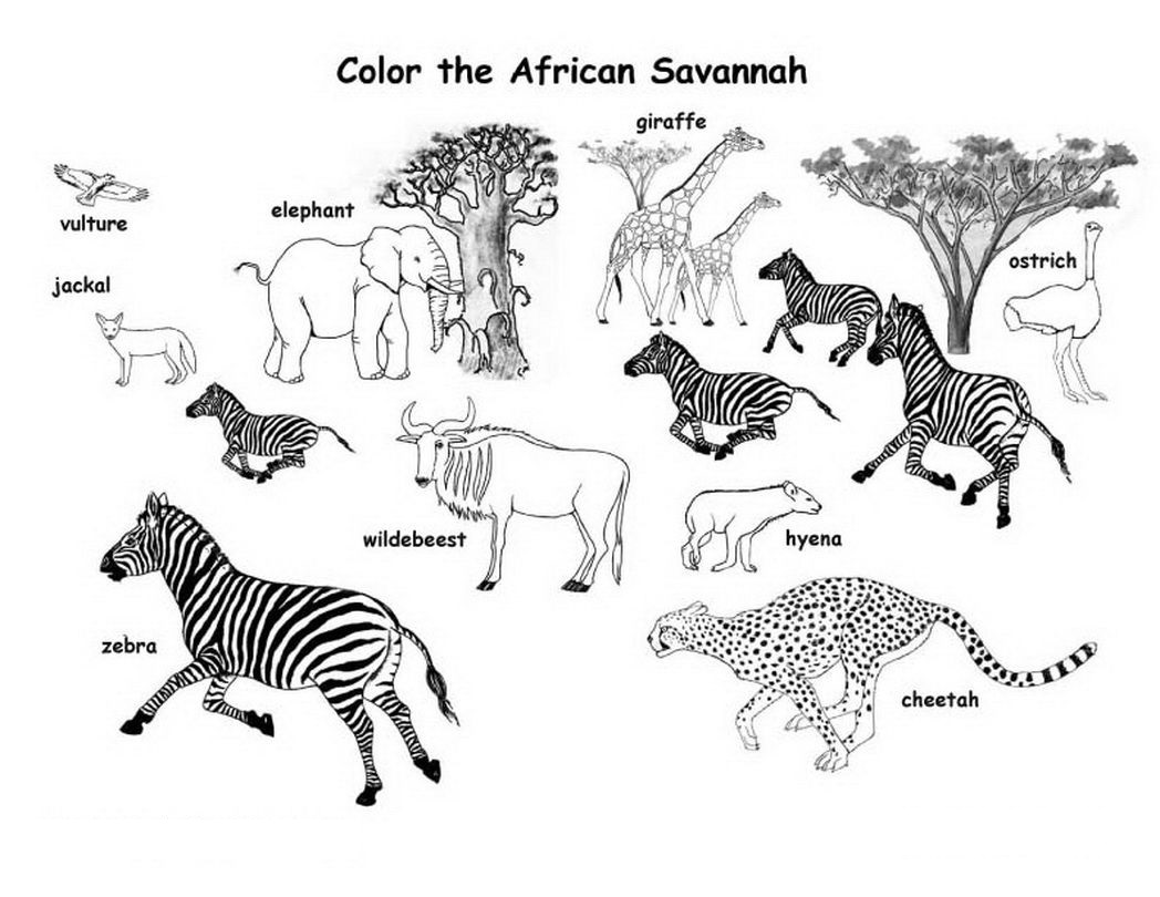 Free African Animals Coloring Pages Pdf - African Animals Coloring Pages to Print
