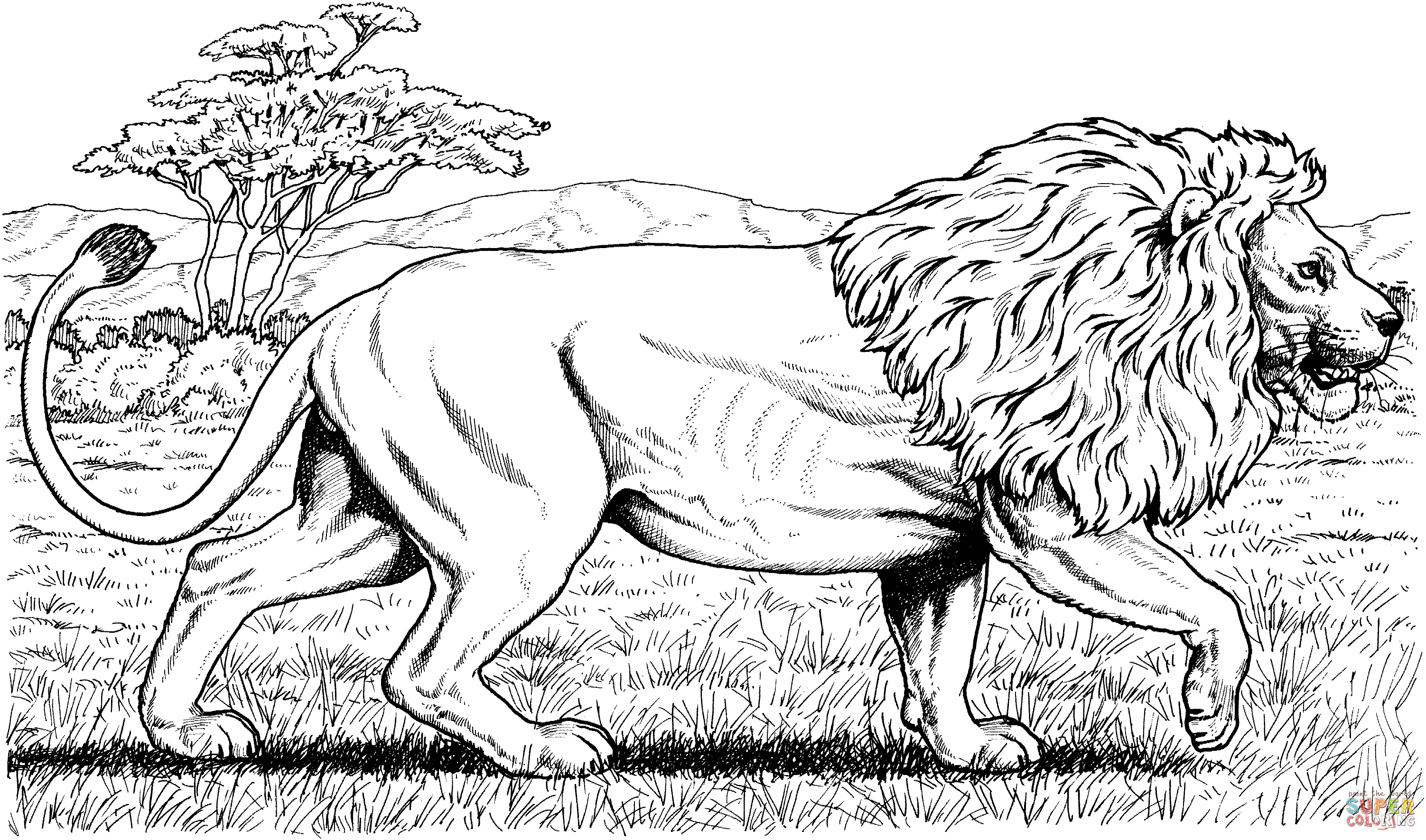 Free African Animals Coloring Pages Pdf - African Lion Coloring Pages