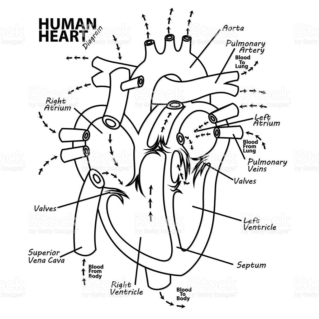 Anatomical Heart Coloring Pages pdf - Anatomical Human Heart Coloring Pages