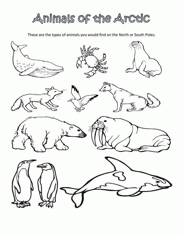 Amazing Arctic Animals Coloring Pages Pdf - Arctic Animals Coloring Pages