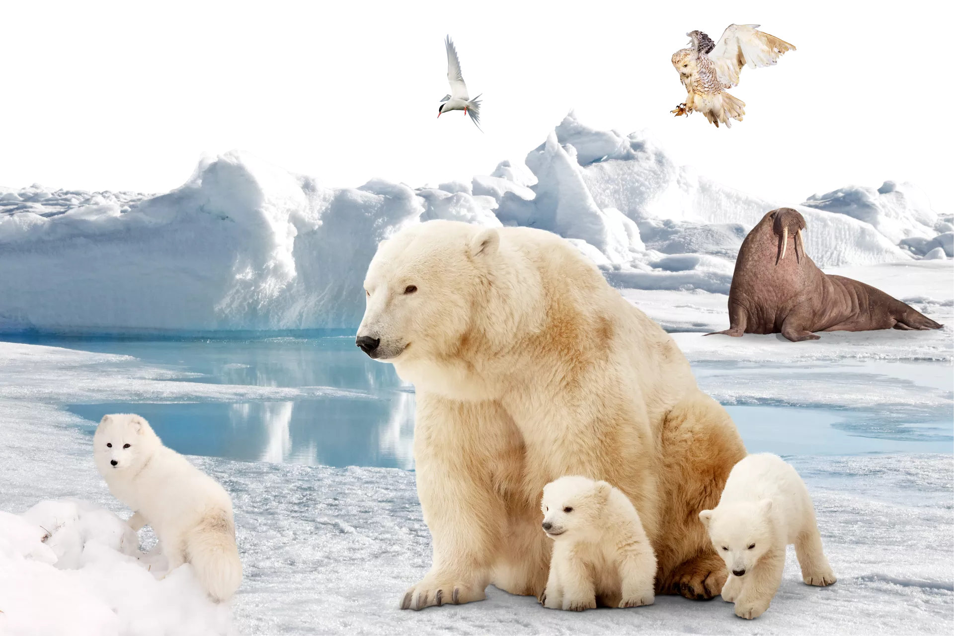 Amazing Arctic Animals Coloring Pages Pdf - Arctic Animals