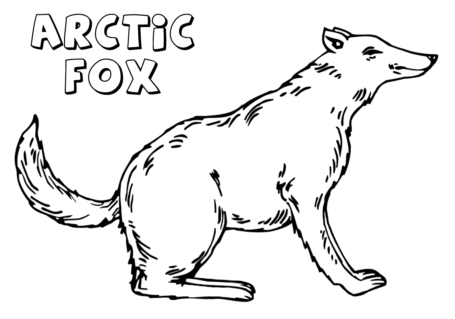 Arctic Fox Coloring Pages Printable Pdf - Arctic Fox Coloring Pages