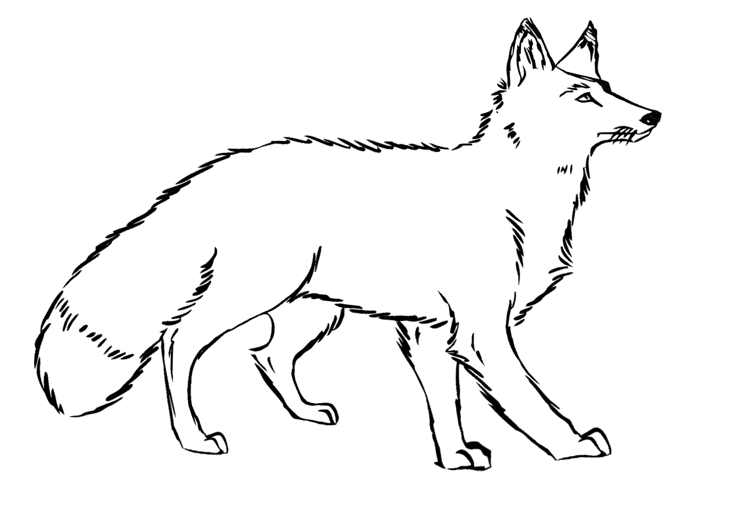 Arctic Fox Coloring Pages Printable Pdf - Arctic Fox Coloring Sheet
