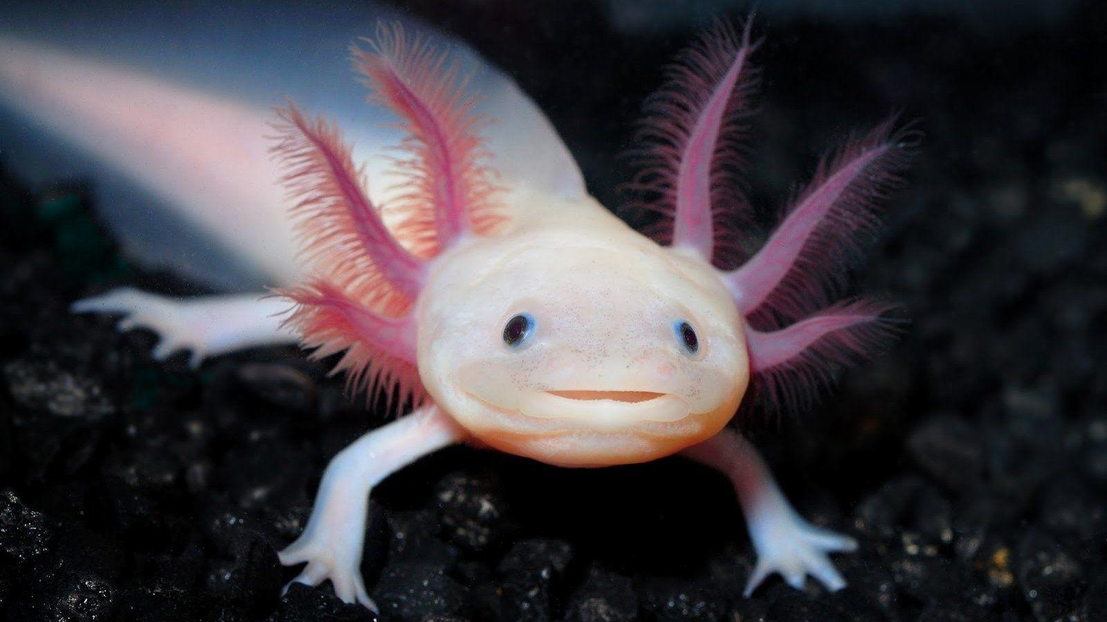 Axolotl Coloring Pages to Print -