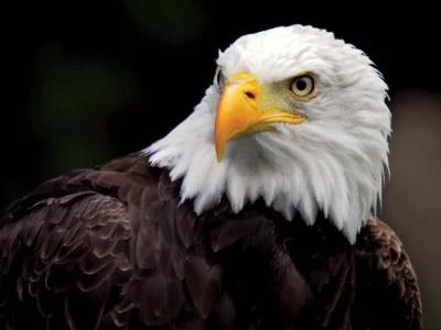 Best Bald Eagle Coloring Pages Pdf - Bald eagle