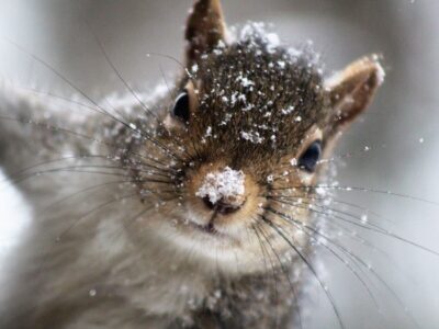 Do Squirrels Eat Carrots? Exploring Squirrel Feeding Habits - Benefits Of Feeding Squirrels Carrots