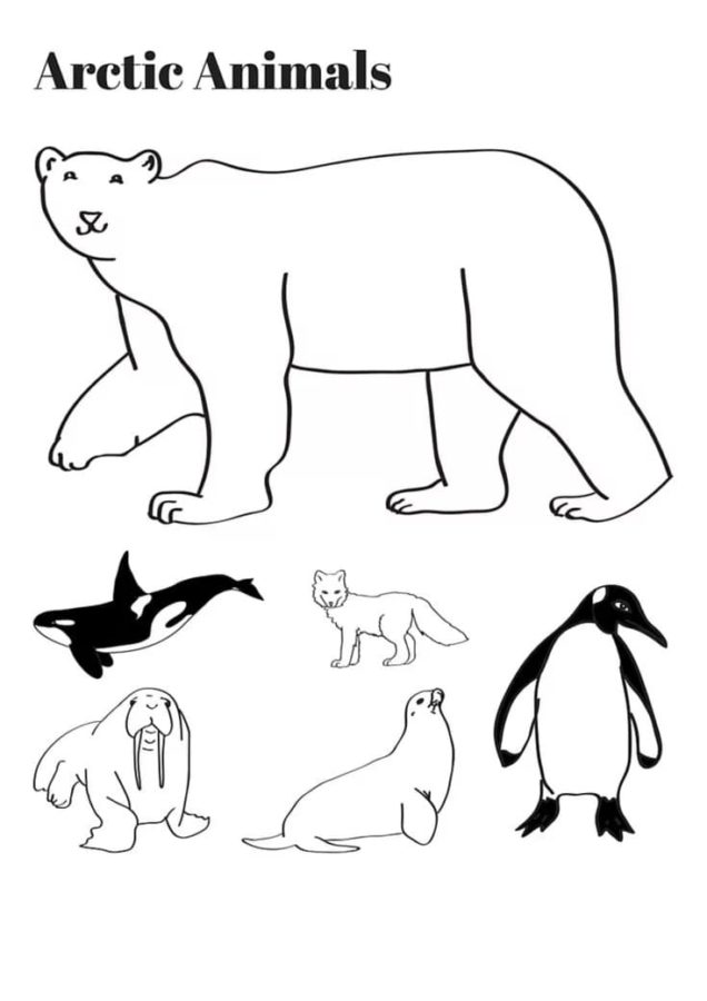 Amazing Arctic Animals Coloring Pages Pdf - Coloring Pages Arctic Animals