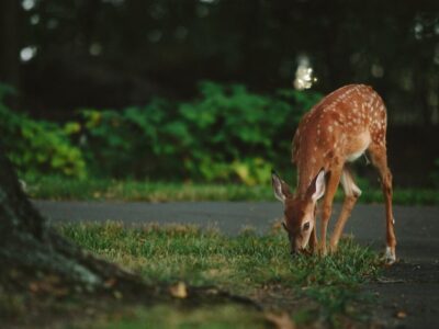 Do Deer Eat Hay? The Science Behind Their Diet - Do Deer Eat Hay