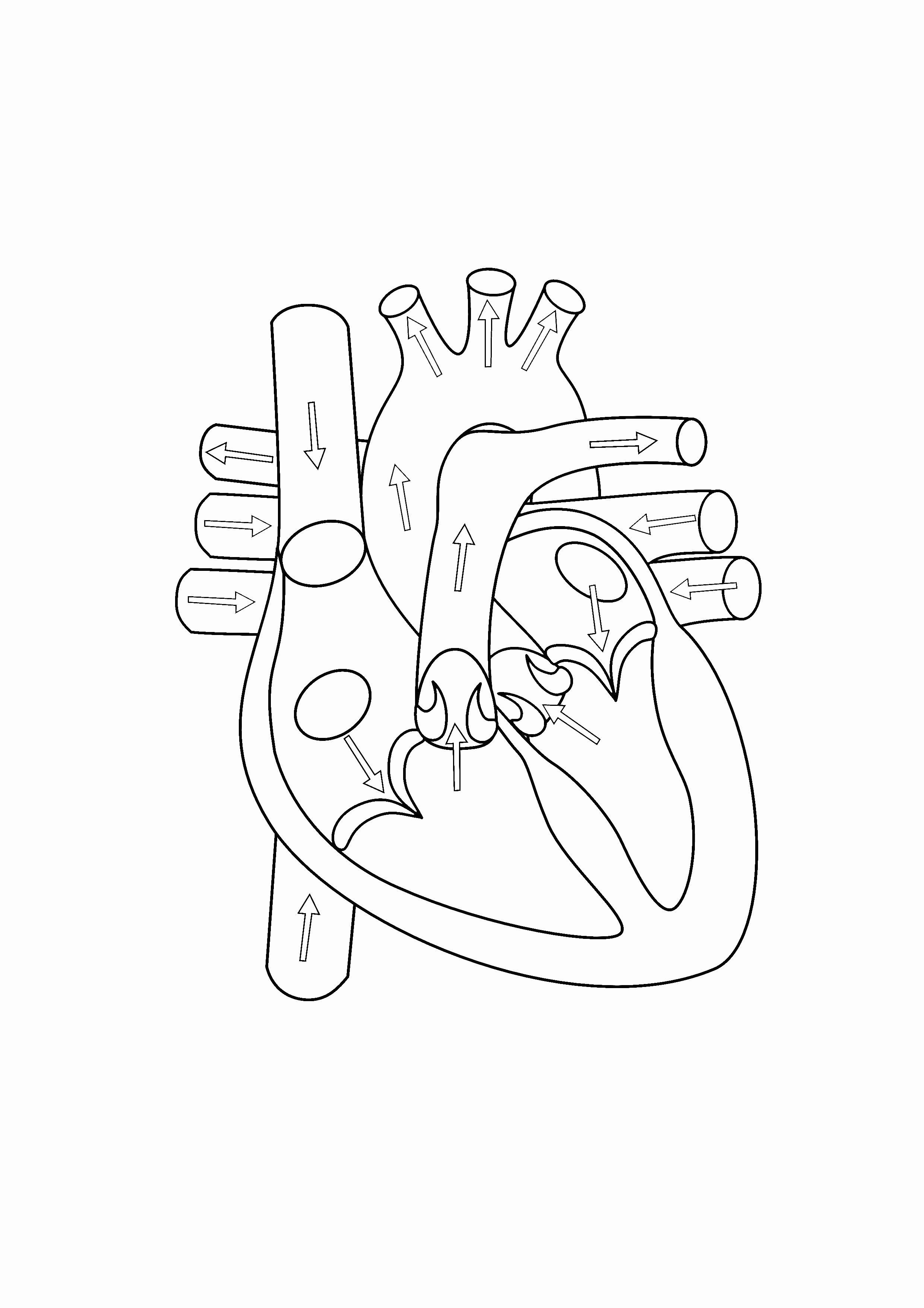 Anatomical Heart Coloring Pages pdf - Free Anatomical Heart Coloring Pages