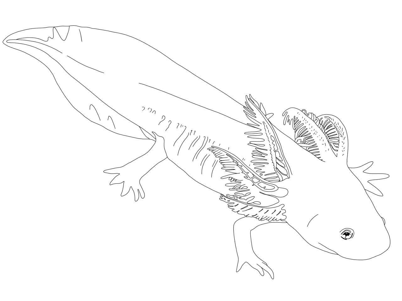 Axolotl Coloring Pages to Print - Realistic Axolotl Coloring Pages