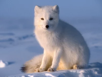 Arctic Fox Coloring Pages Printable Pdf - arctic fox