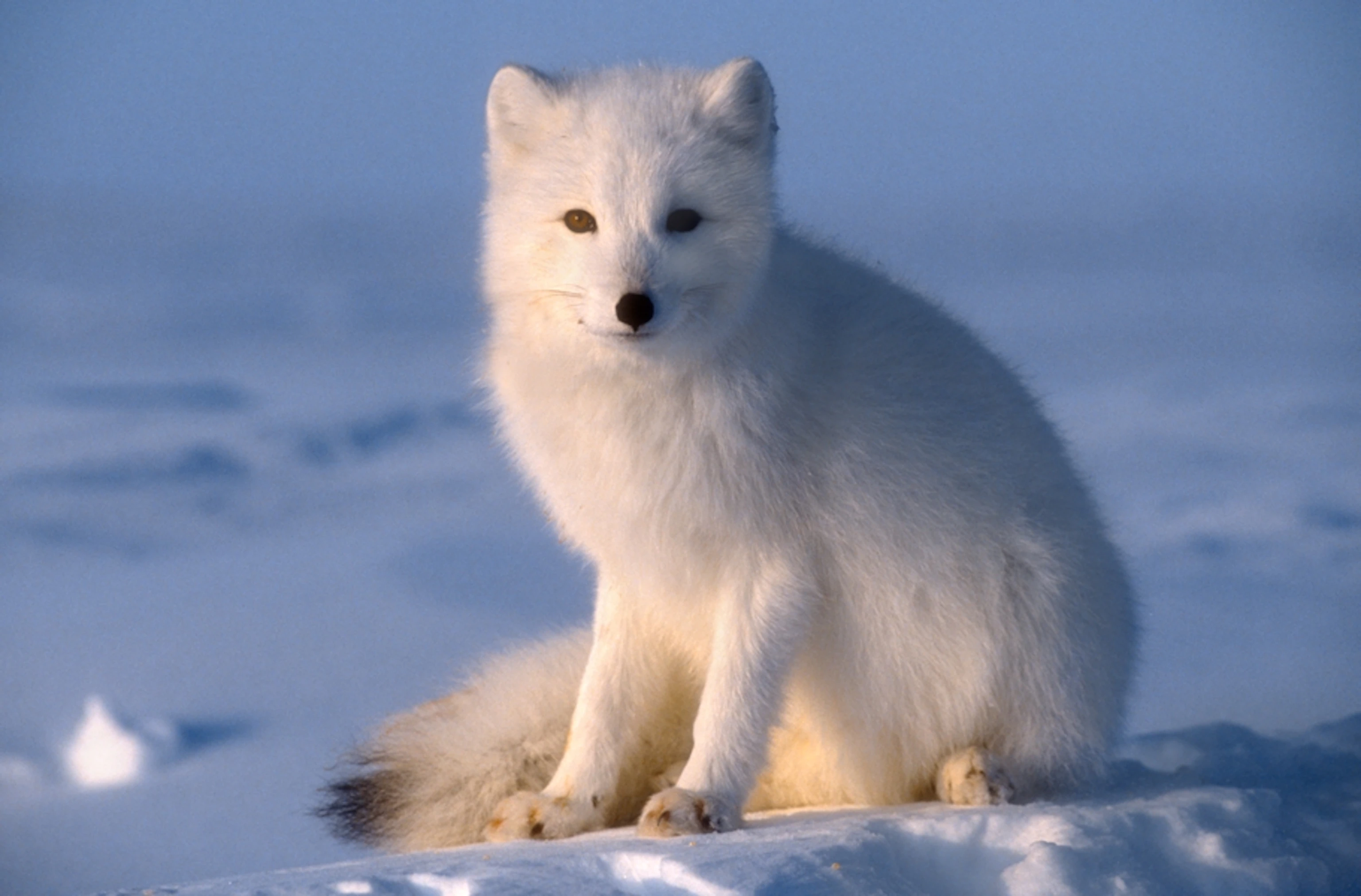 Arctic Fox Coloring Pages Printable Pdf - arctic