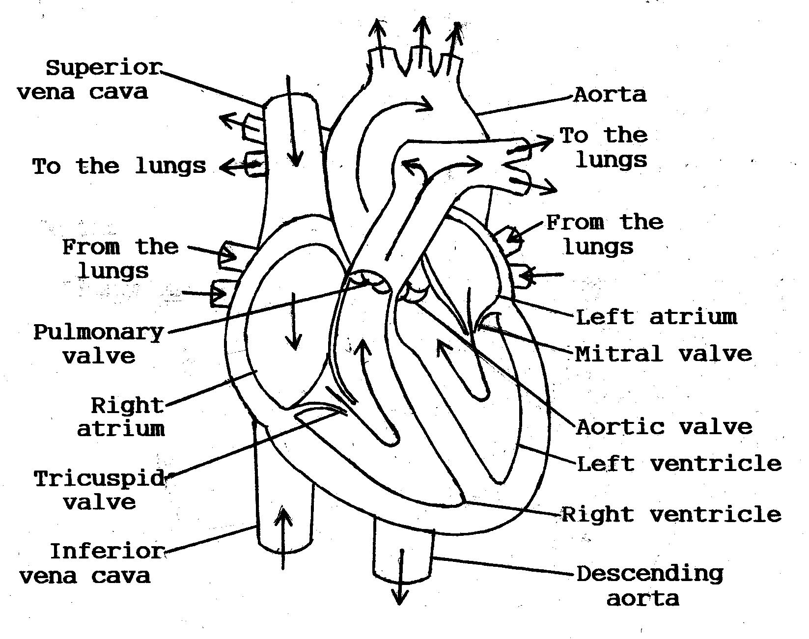 Anatomical Heart Coloring Pages pdf - human heart blood flow coloring pages