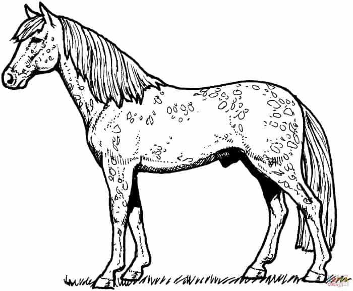 Appaloosa Horse Coloring Pages
