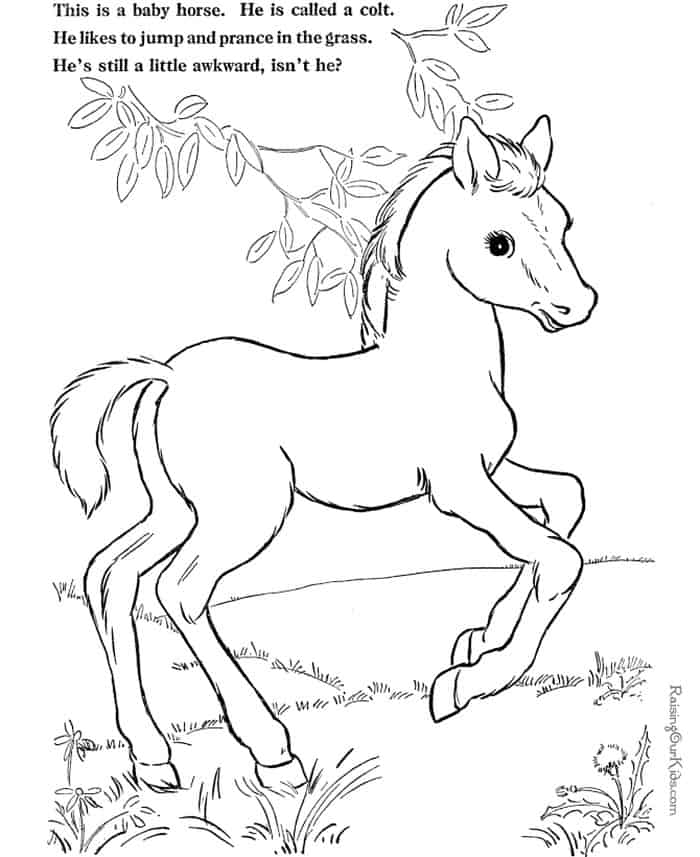 Baby Horse Coloring Pages