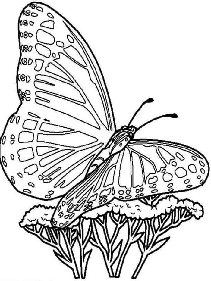 Butterfly Coloring Pages Adults