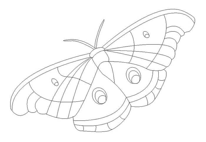 Butterfly Coloring Pages Blank