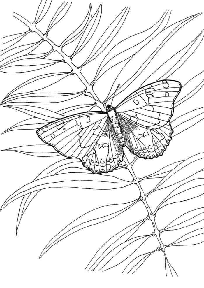 Butterfly Coloring Pages Print