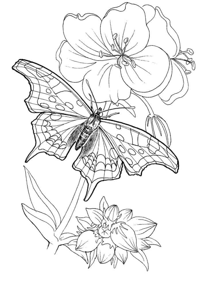 Butterfly On Flower Coloring Pages