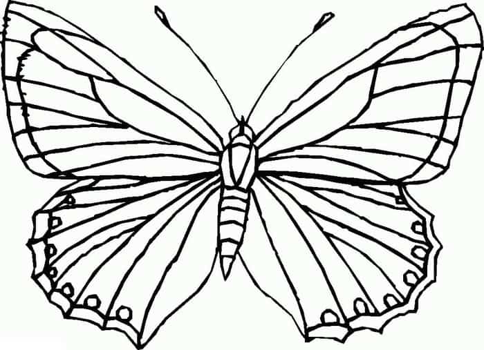 Butterfly Pictures Coloring Pages