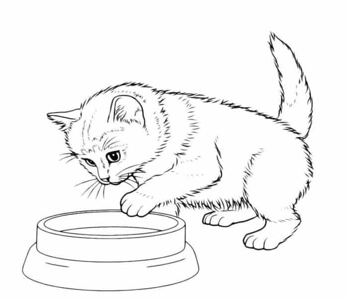 Cat Coloring Pages For Kids To Print Out