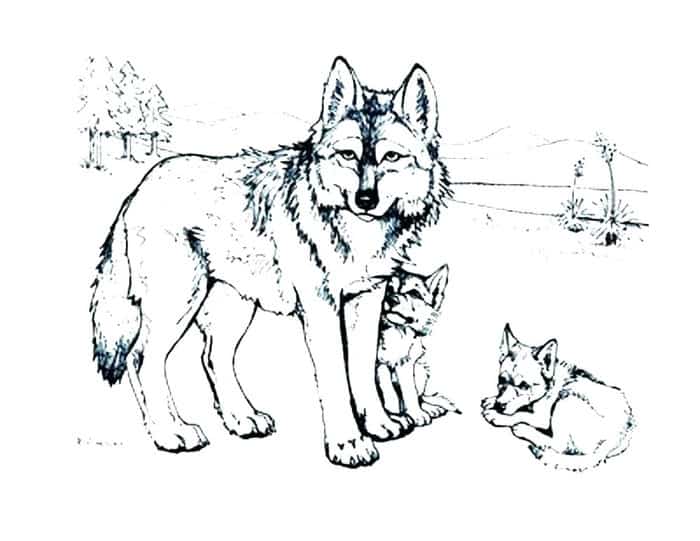 Coloring Pages Of The Native Wolf