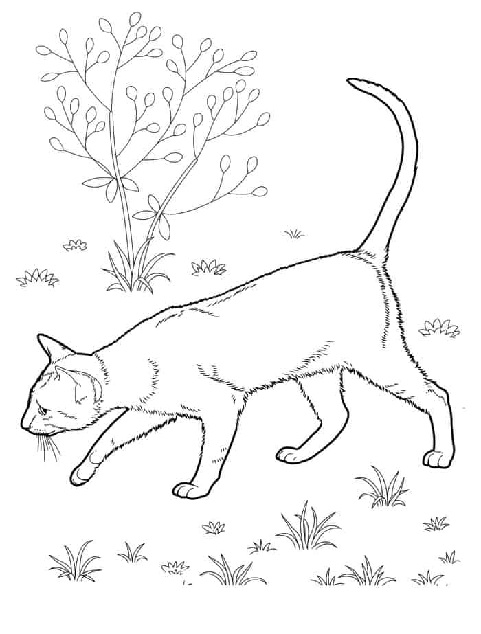 Cute Cat Coloring Pages To Print
