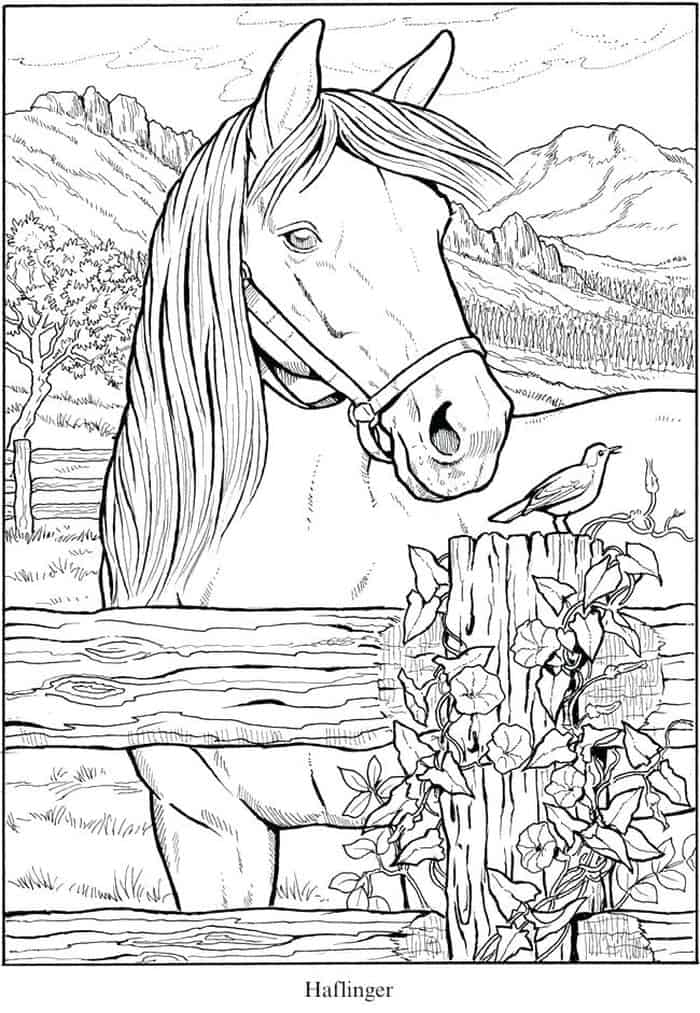 Cute Horse Coloring Sheets