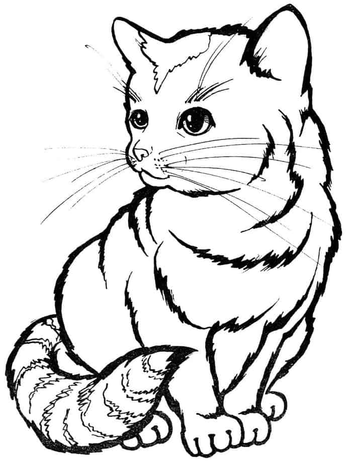 Cute Short Cat Coloring Pages