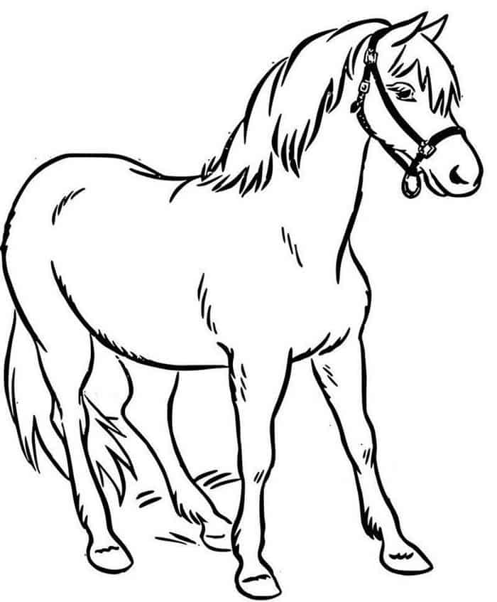 Detailed Horse Coloring Pages
