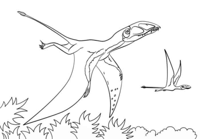 Dimorphodon Dinosaur Coloring Book Pages