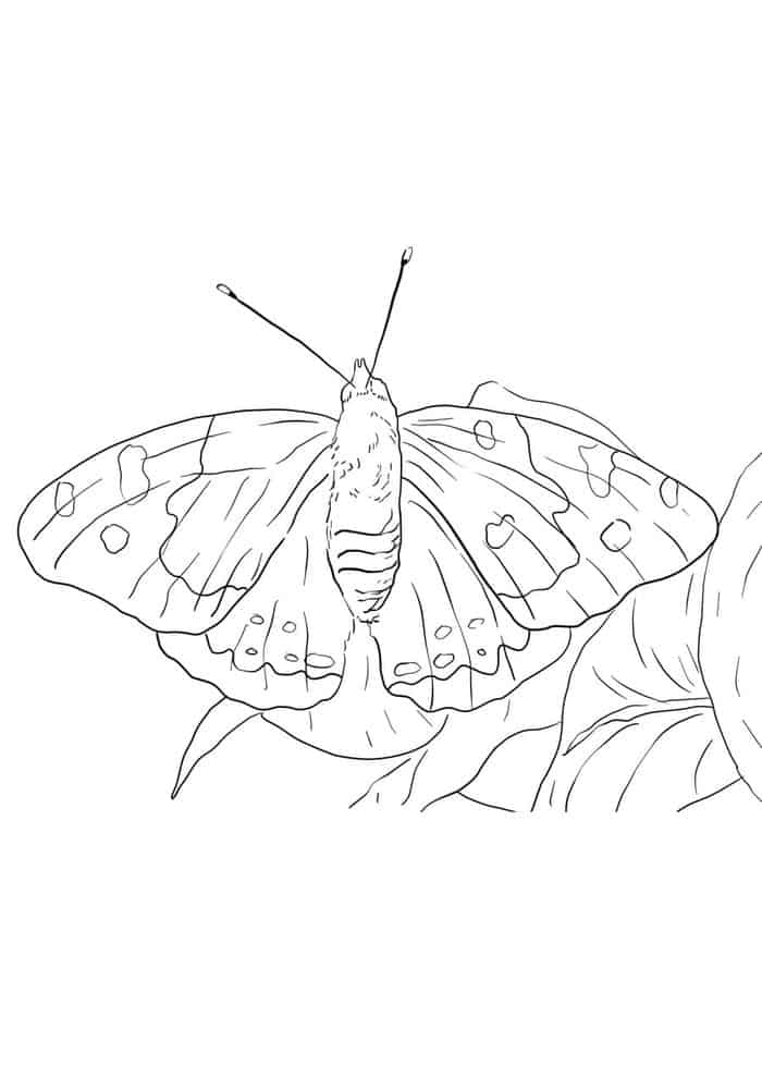Easy Butterfly Coloring Pages For Preschoolers