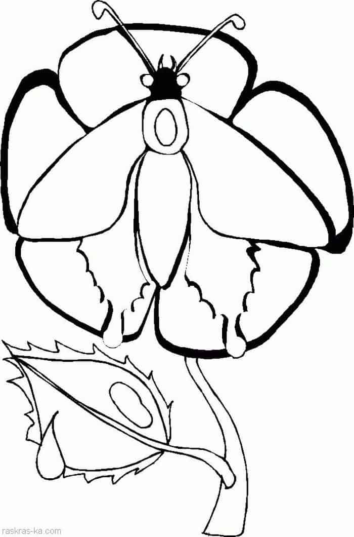 Free Coloring Pages Butterfly