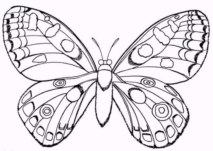 Free Coloring Pages Of Butterfly