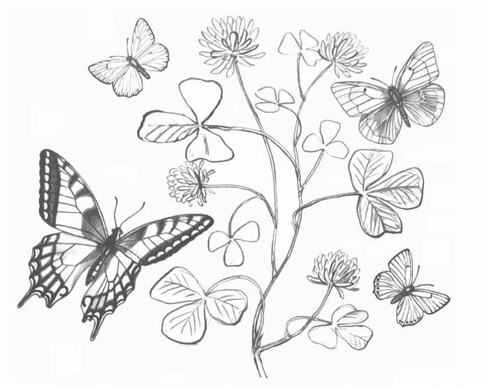 Free Printable Butterfly Coloring Pages
