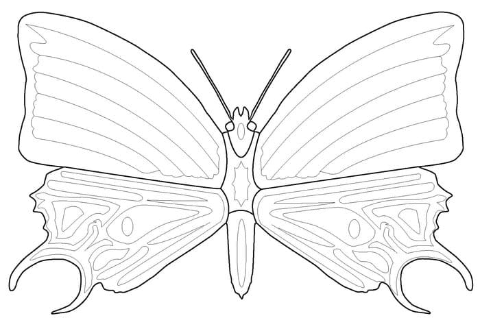 Glass Wing Butterfly Coloring Pages