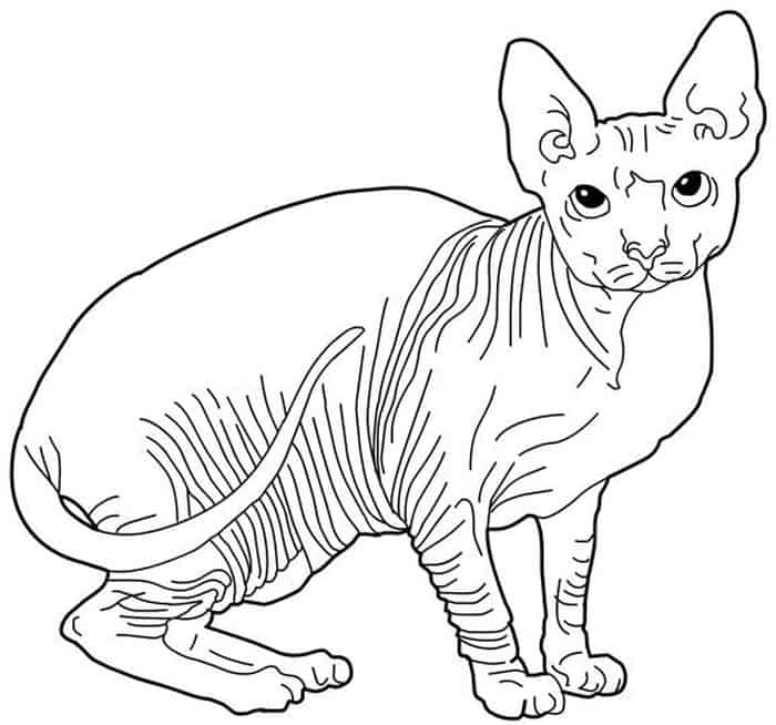 Hairless Cat Coloring Pages