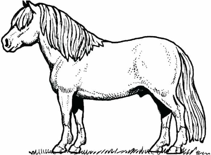 Horse Adult Coloring Pages