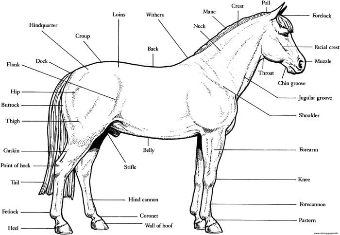 Horse Anatomy Coloring Pages