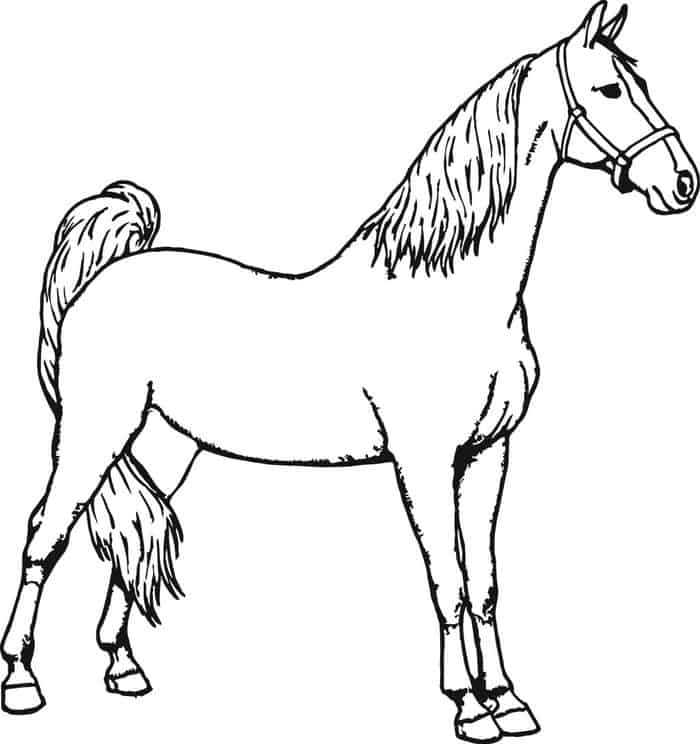 Horse Coloring Pages For Adults Printable