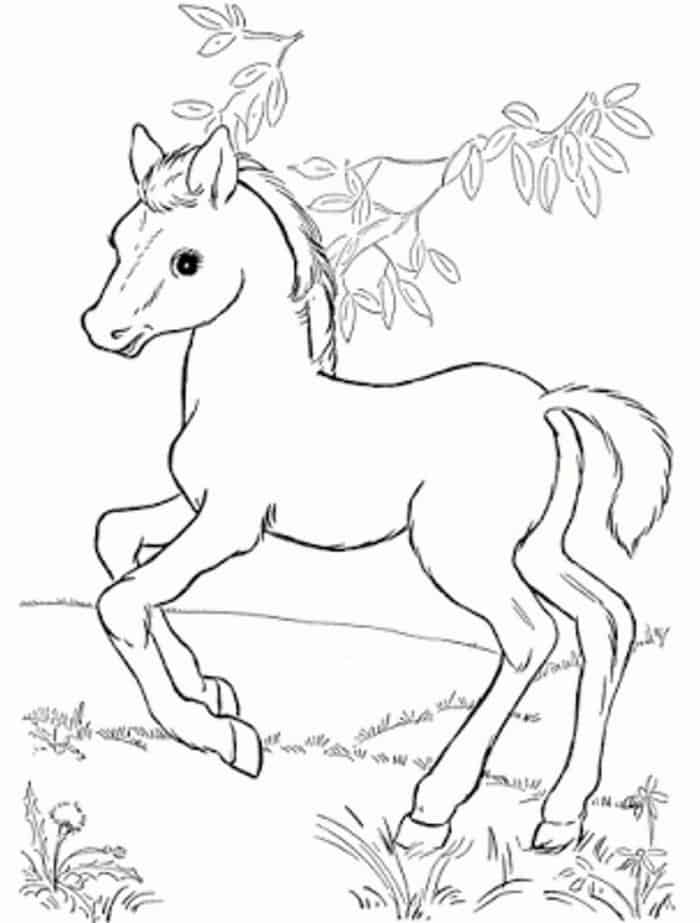 Horse Coloring Pages For Teens