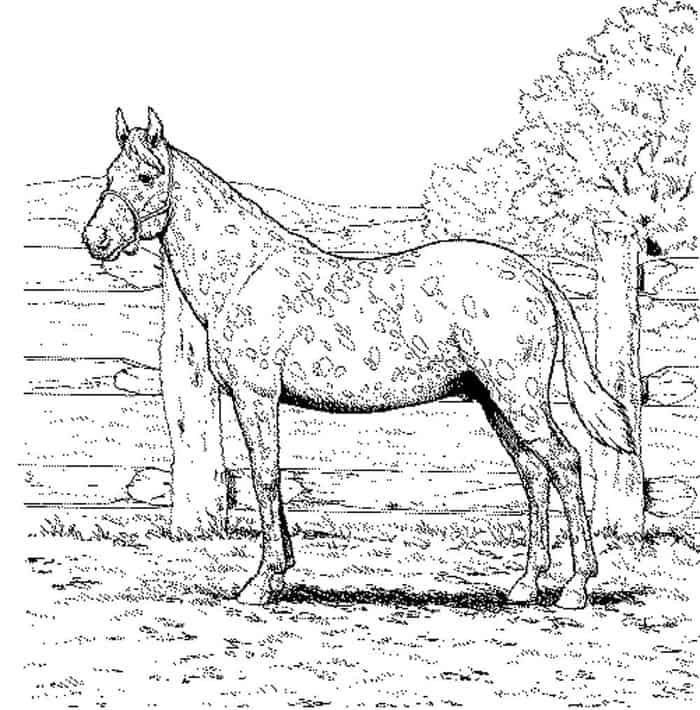Horse Coloring Pages Realistic