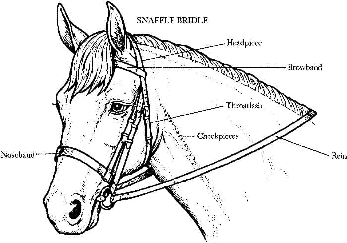 Horse Head Anatomy Coloring Pages