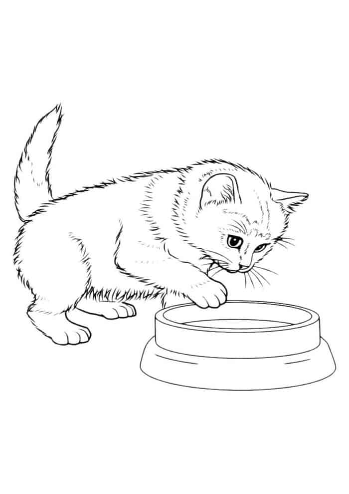 Kids Cat Coloring Pages