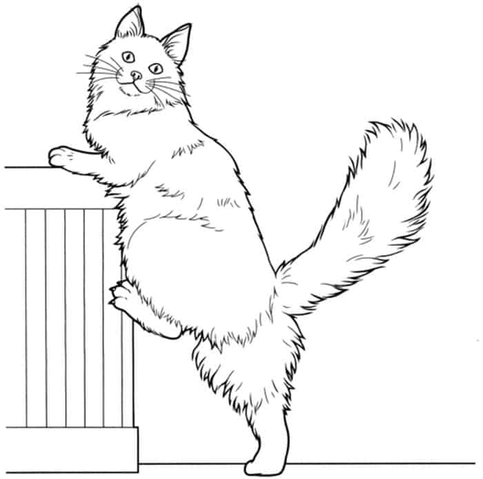 Maine Coon Cat Coloring Pages