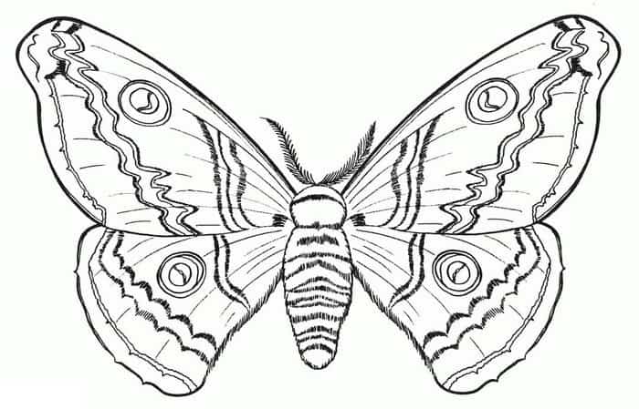 Pictures Of Butterfly Coloring Pages