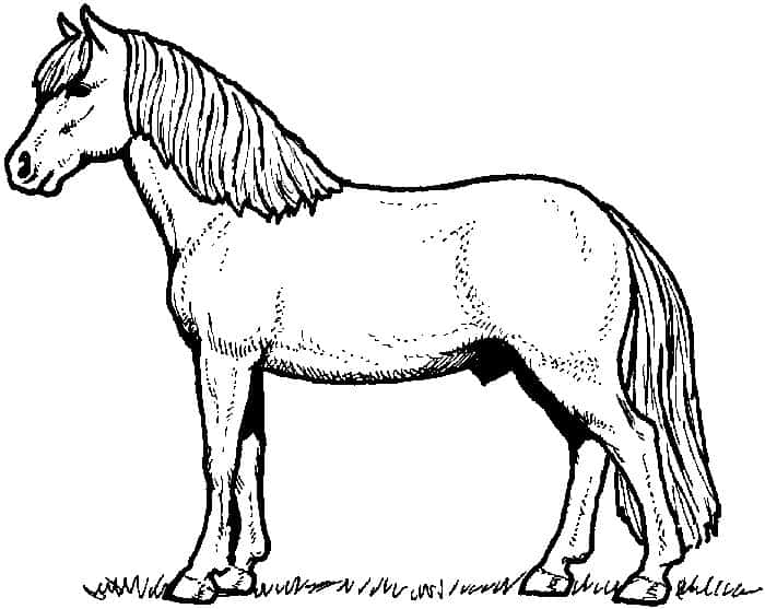 Pretty Horse Coloring Pages