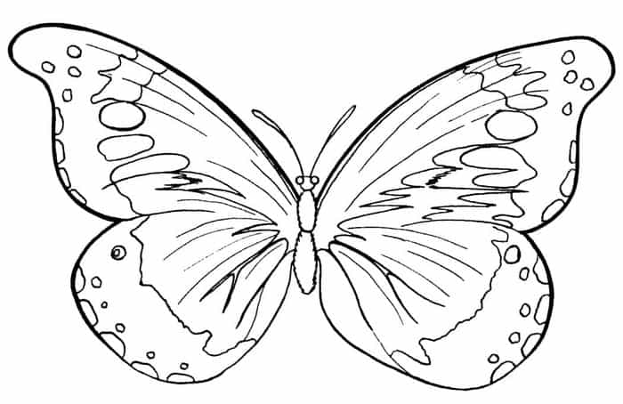 Printable Coloring Pages Butterfly