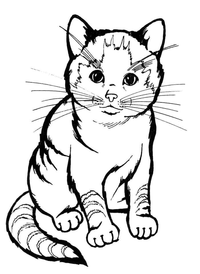 Realistic Cat Coloring Pages Printables